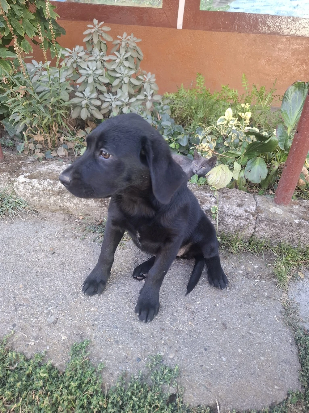 Cățelușa labrador de 4 luni
