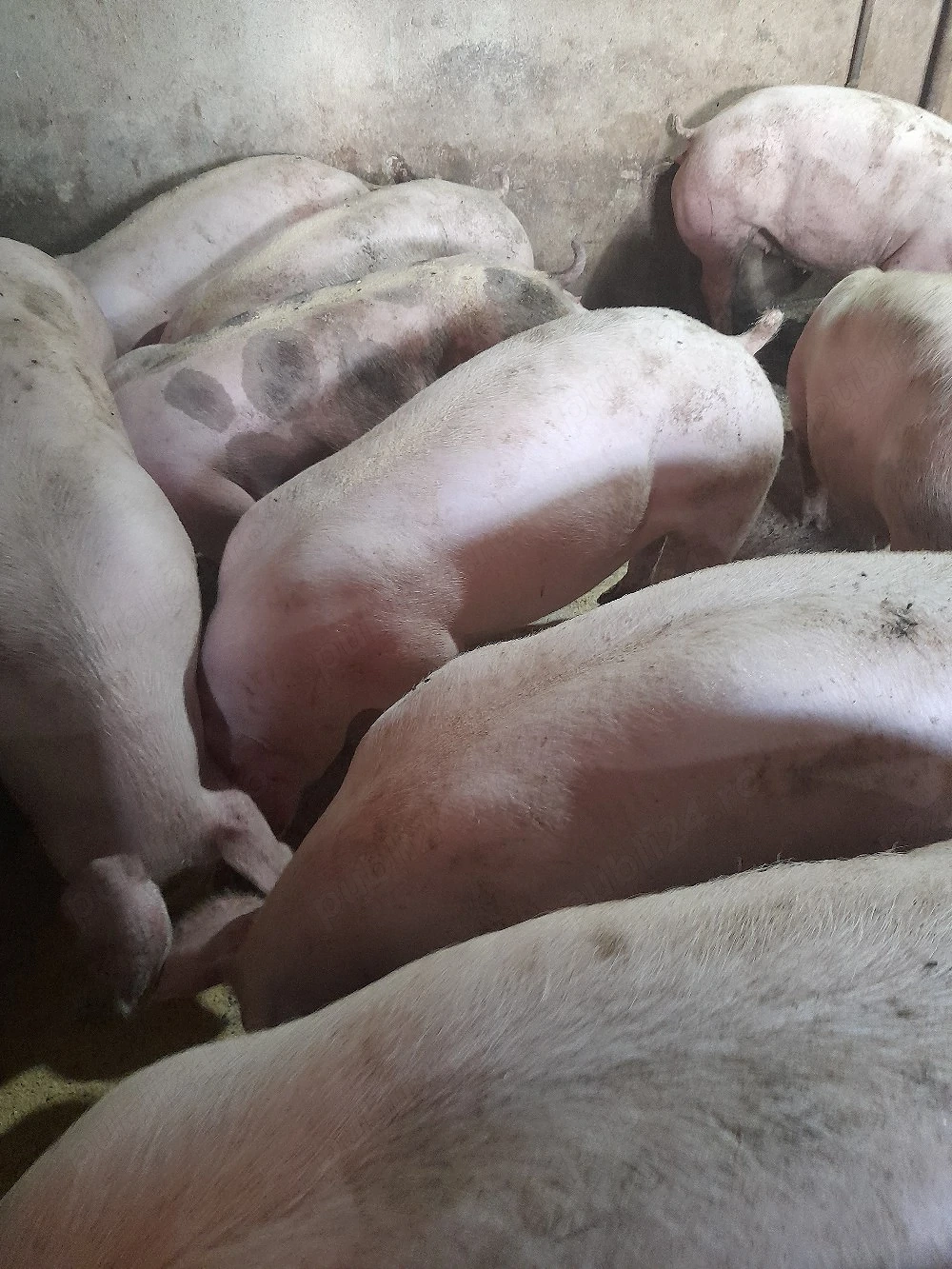 porci de carne rasa pic, pietraim, duroc cu pietrain