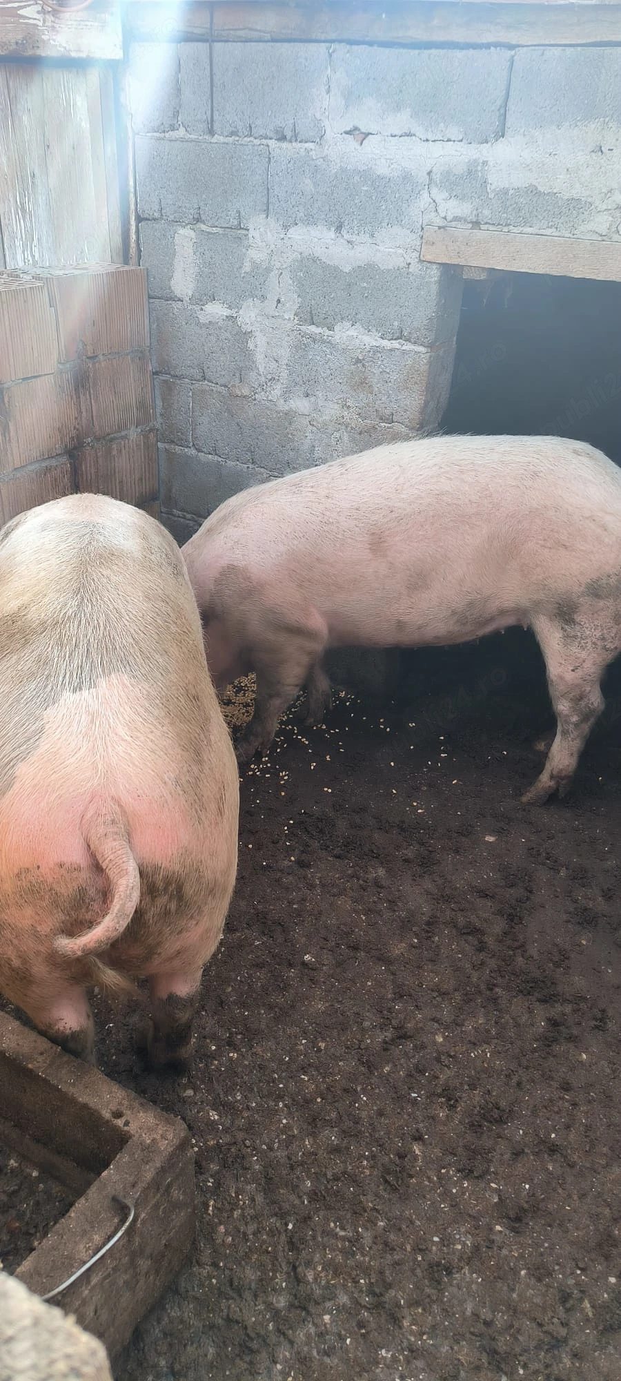Porc de vânzare 