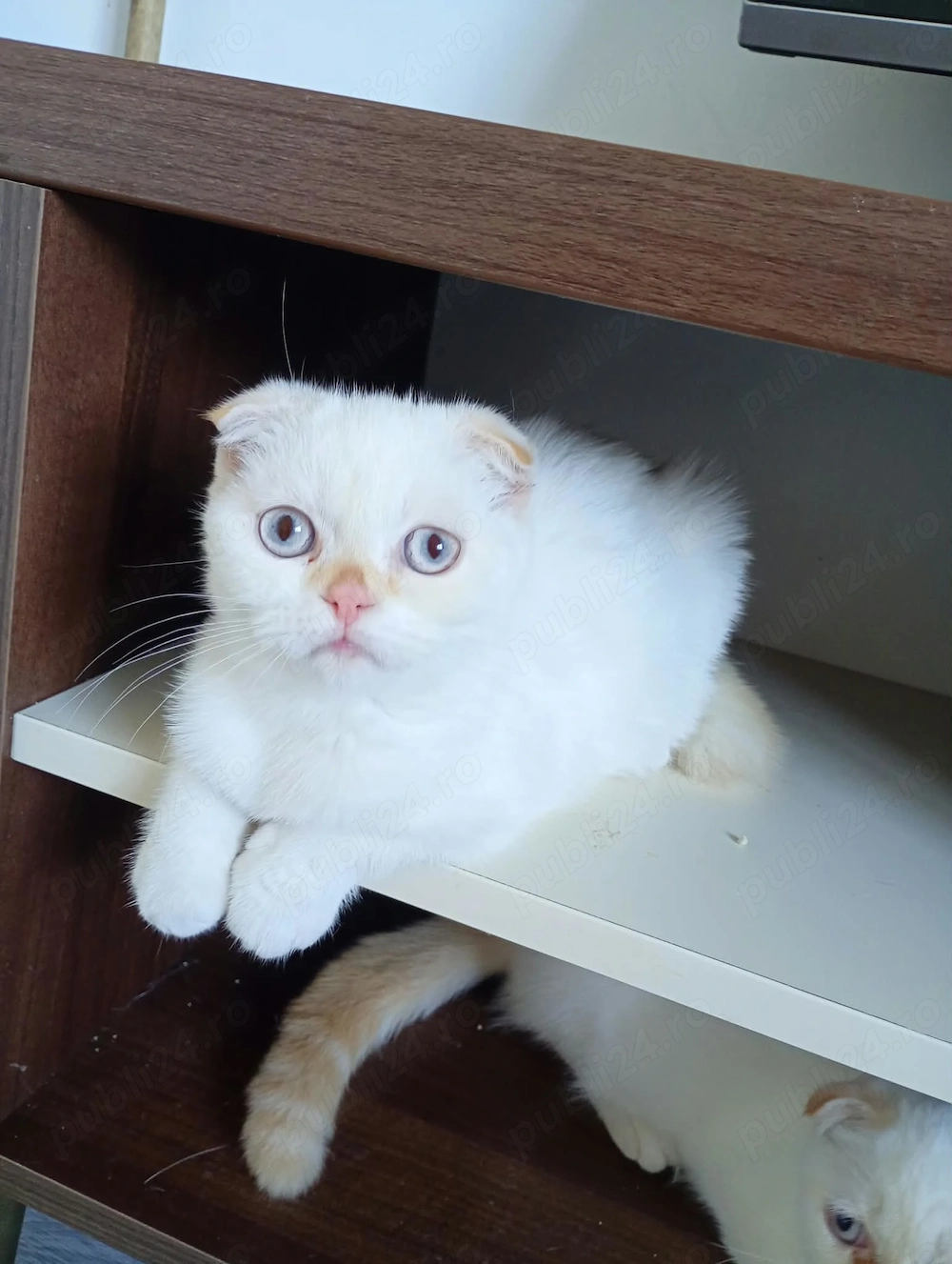 Scottish Fold Colorpoint București 