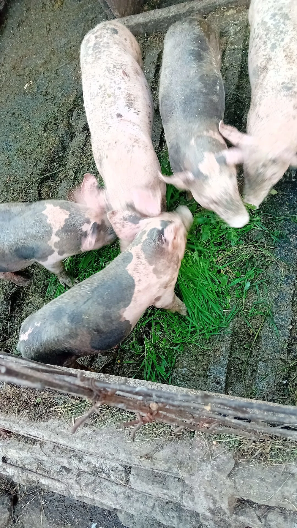 Purcei vietnamezi rasa de carne de vânzare detalii la telefon 