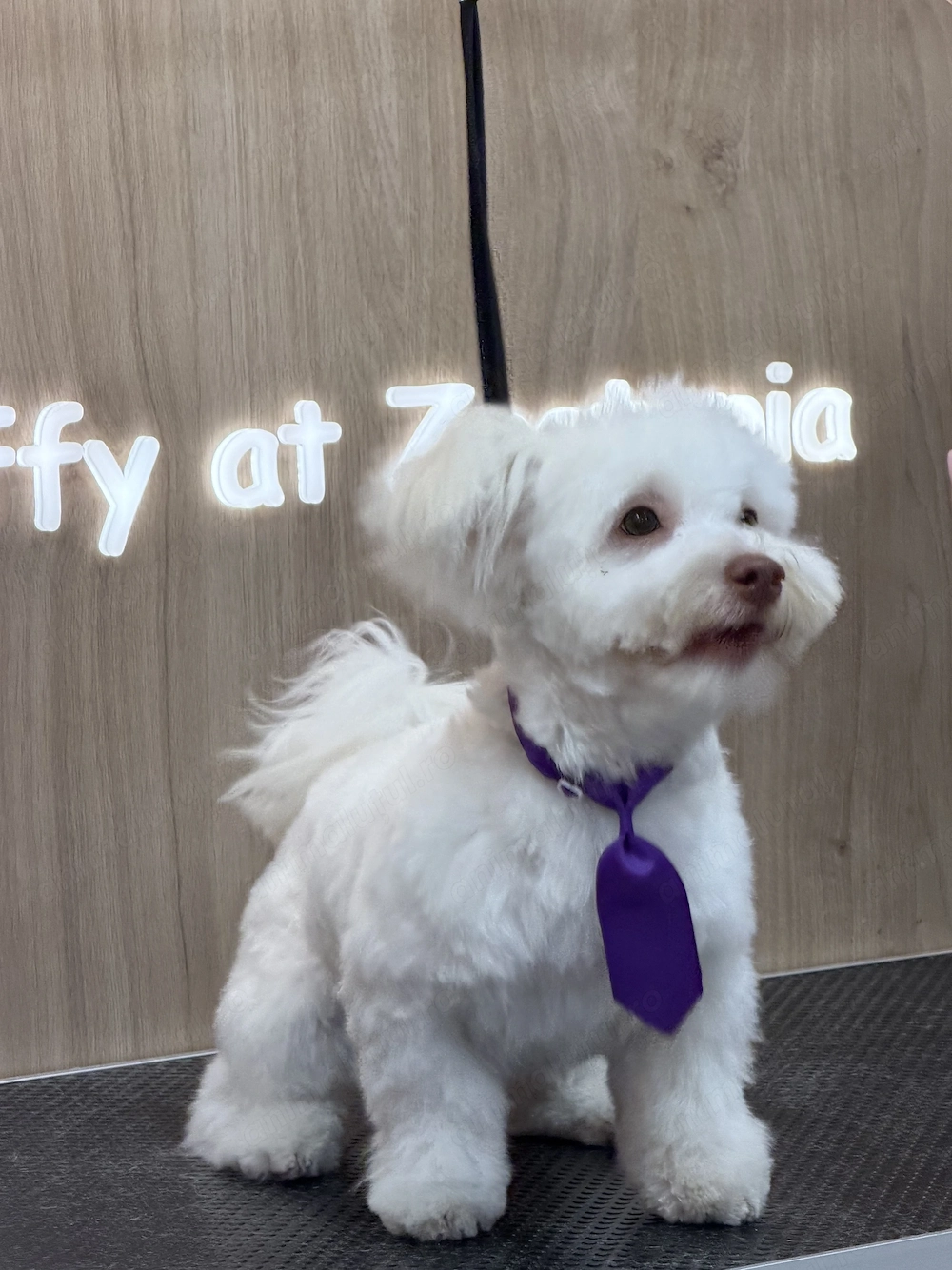 Bichon Maltez 9 luni