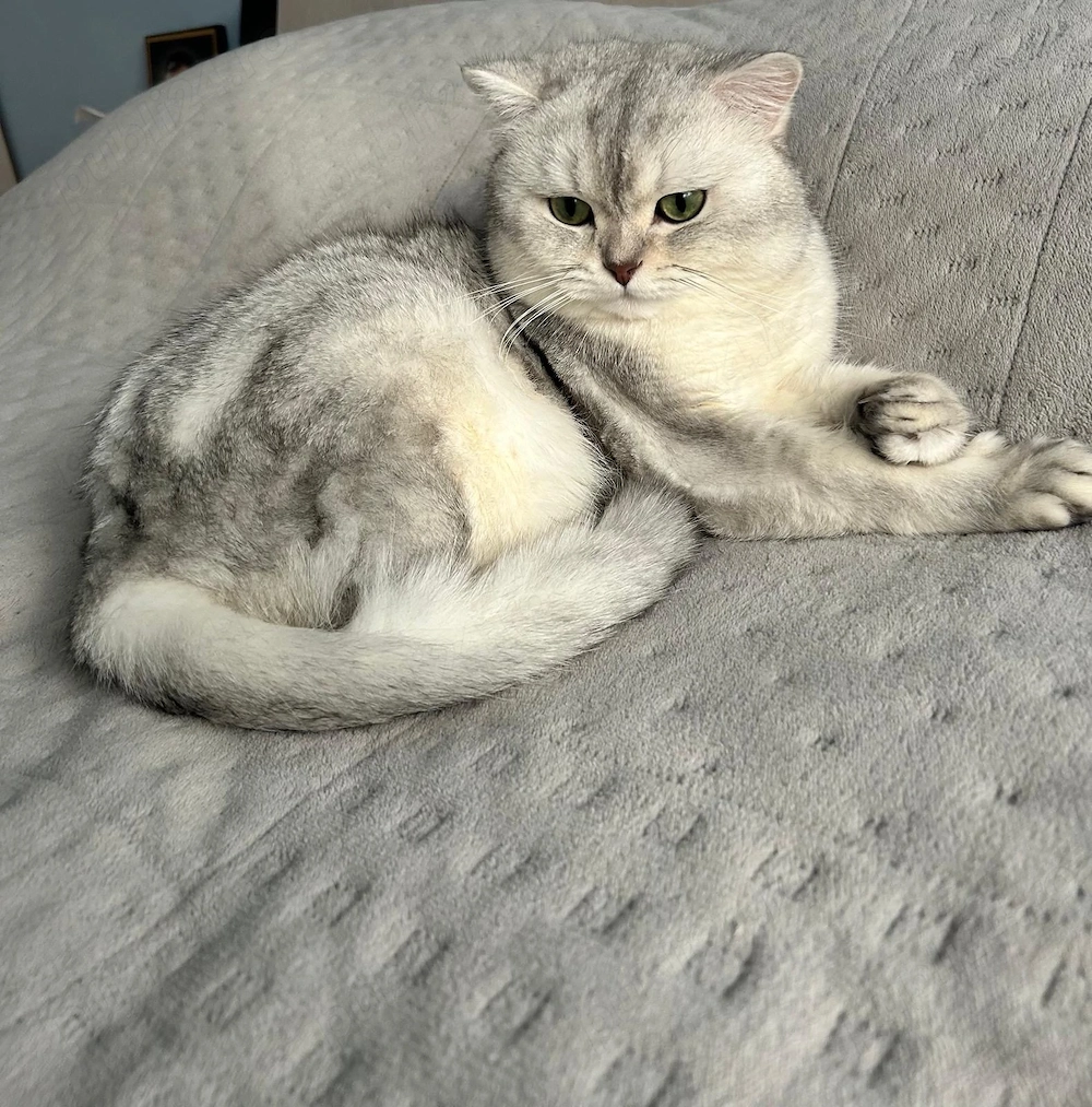 Mascul British Shorthair Silver Shaded