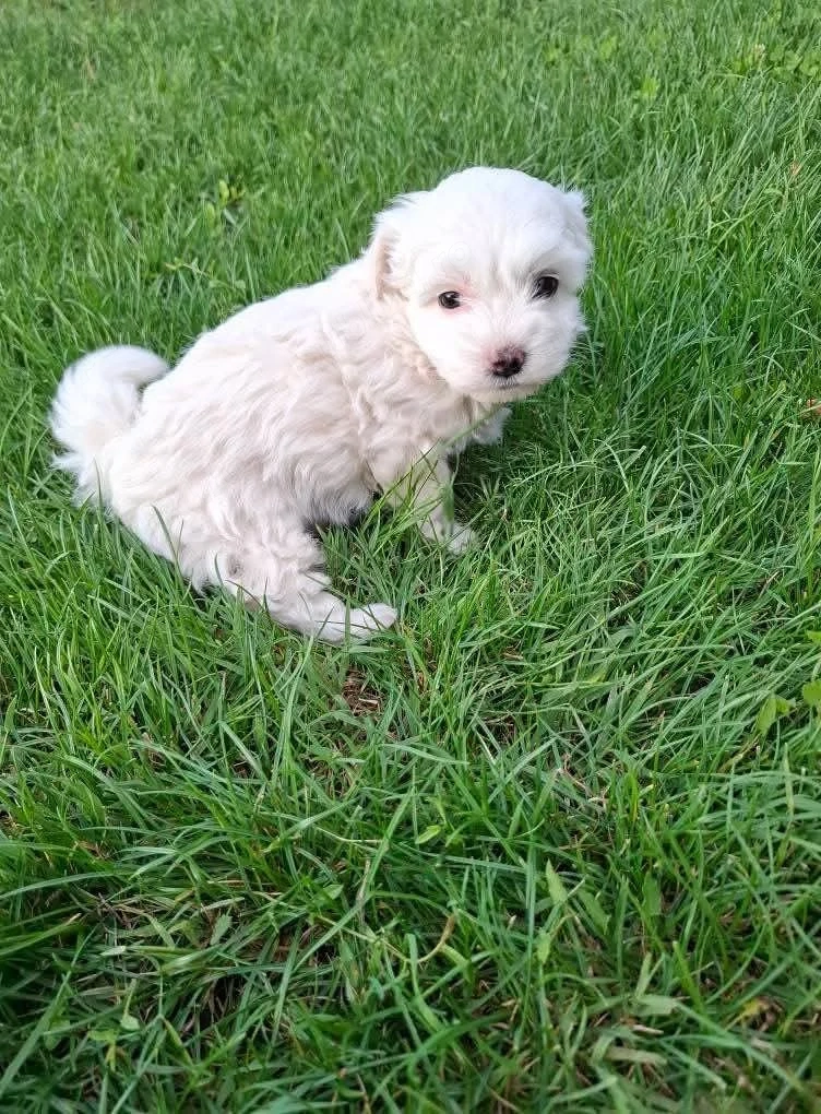 Bichon maltez 