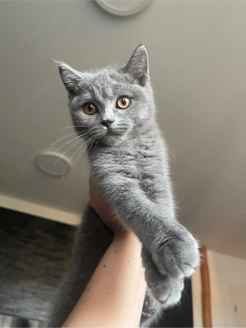 baiat british shorthair