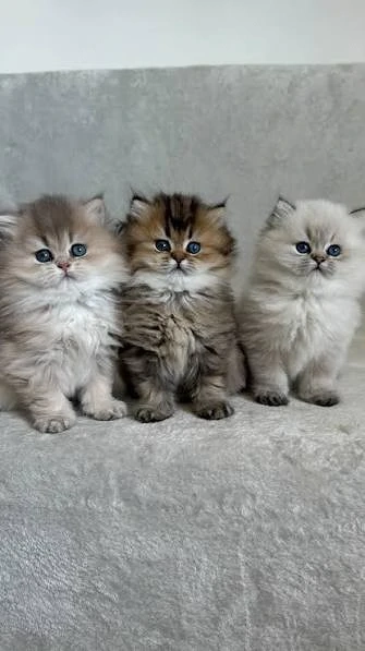 Siberiana de padure maine coon feline de exceptie 