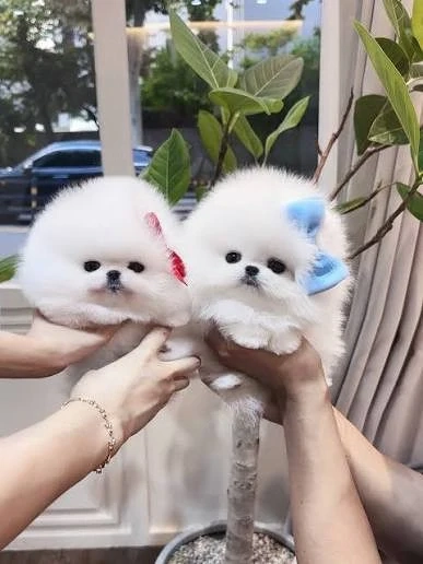 Pomeranian Mini Boo ursulet linie genetica Cooreana 