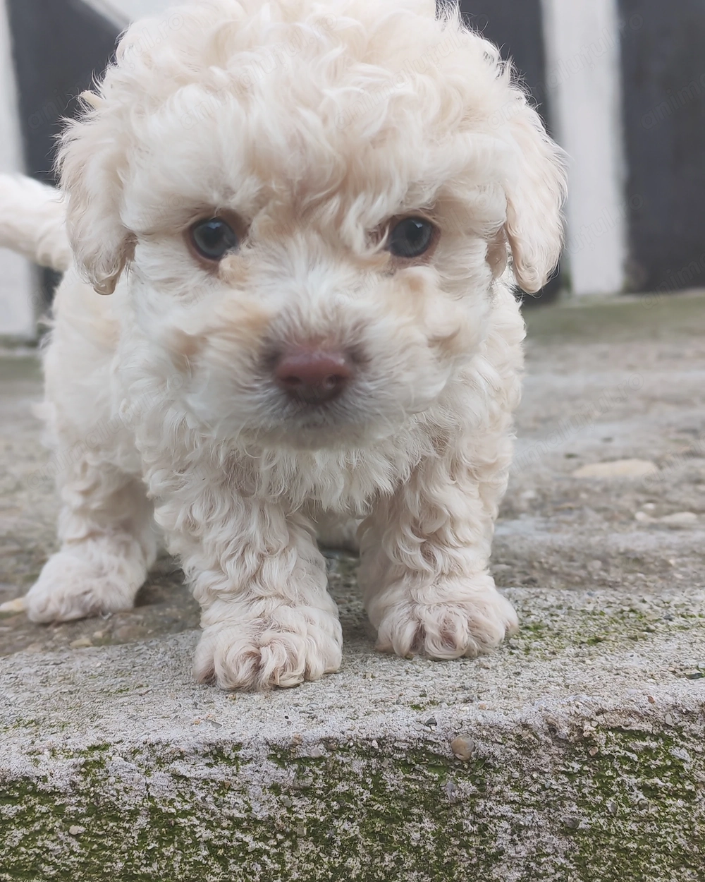 Bichon frise de vânzare 