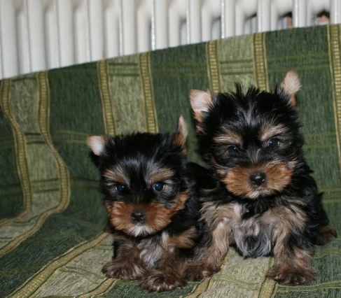 Vand catelusi Yorkshire Terrier minitoy
