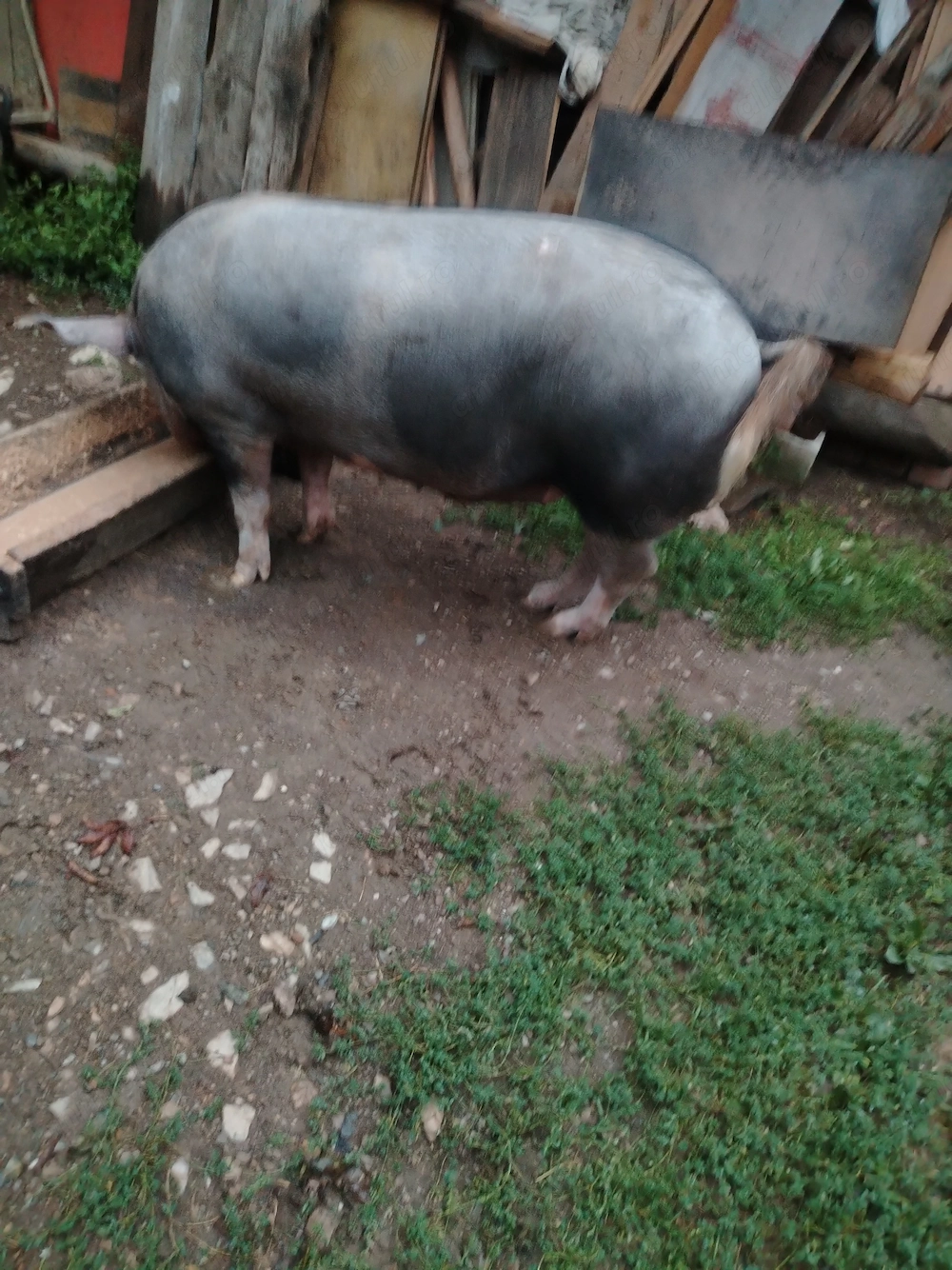 Porc 190 kilograme Valea Lupsii, Alba
