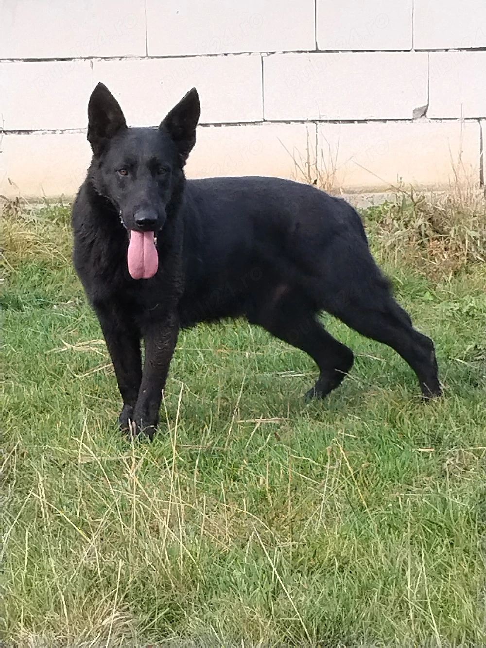 ciobanesc german negru