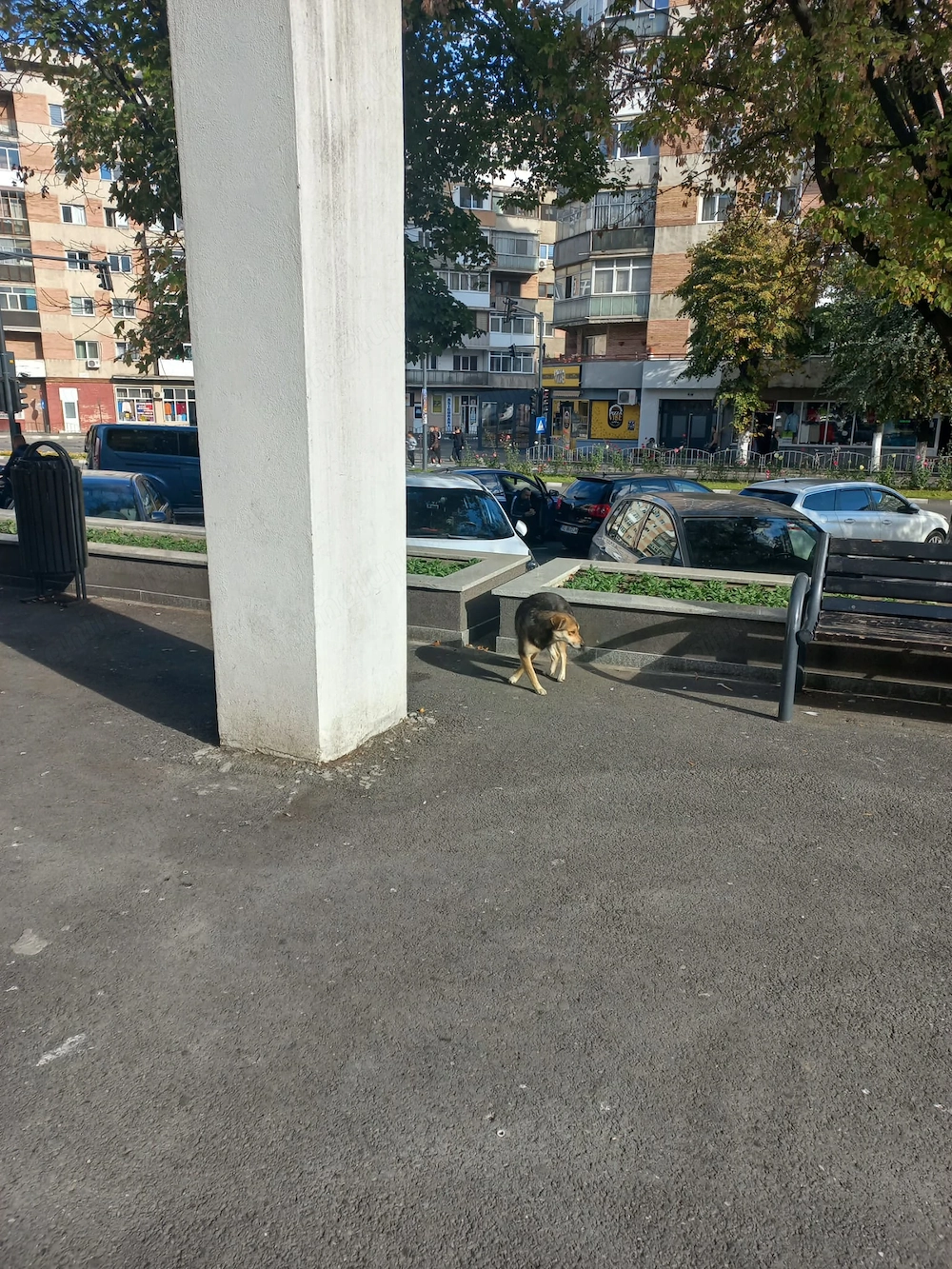 Cățel pentru adopție 