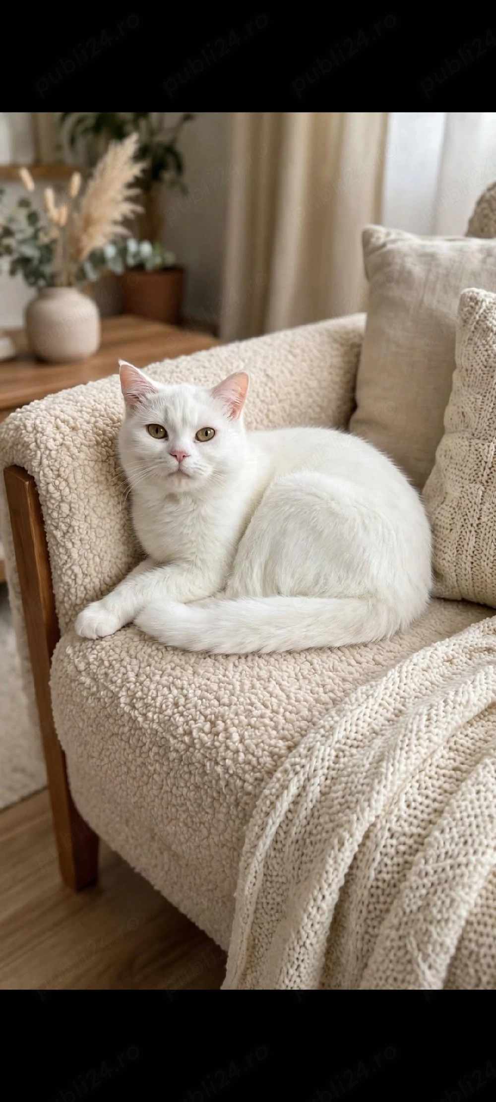 British Shorthair alb!!!
