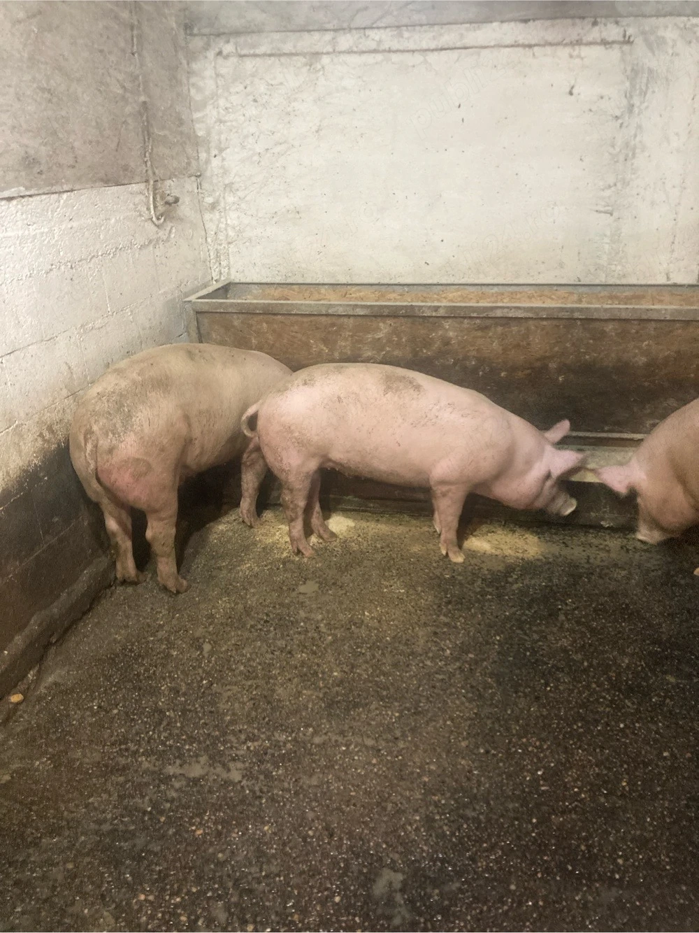 Vand Porci Craciun
