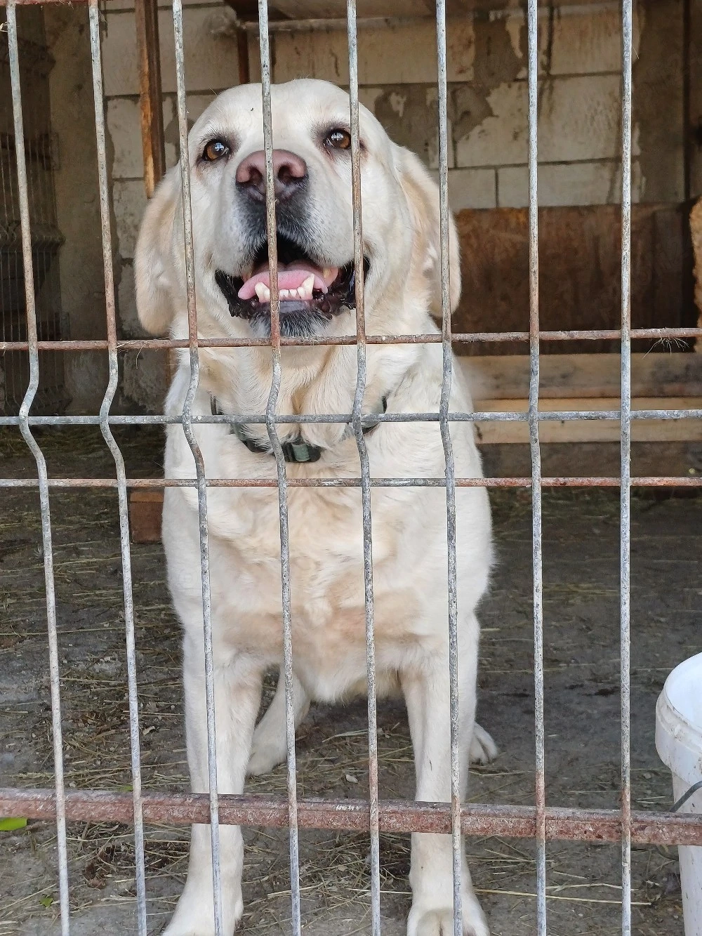 Donez femelă Labrador Auriu