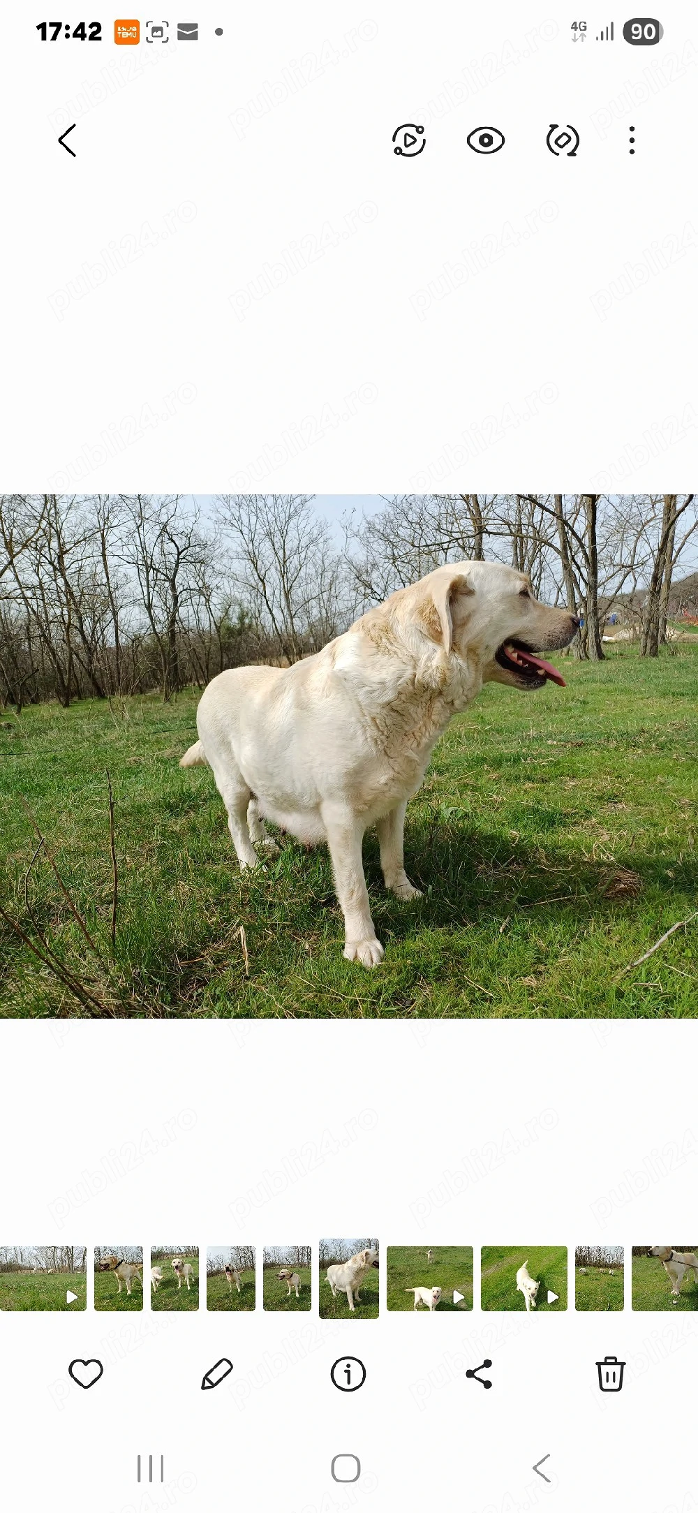 Donez femelă  Labrador Auriu