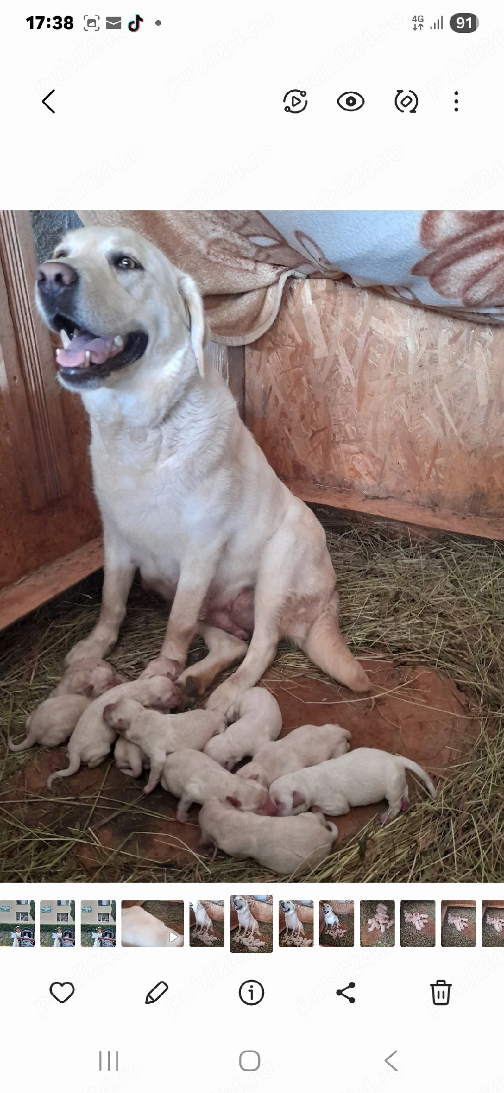 Donez femelă Labrador Auriu