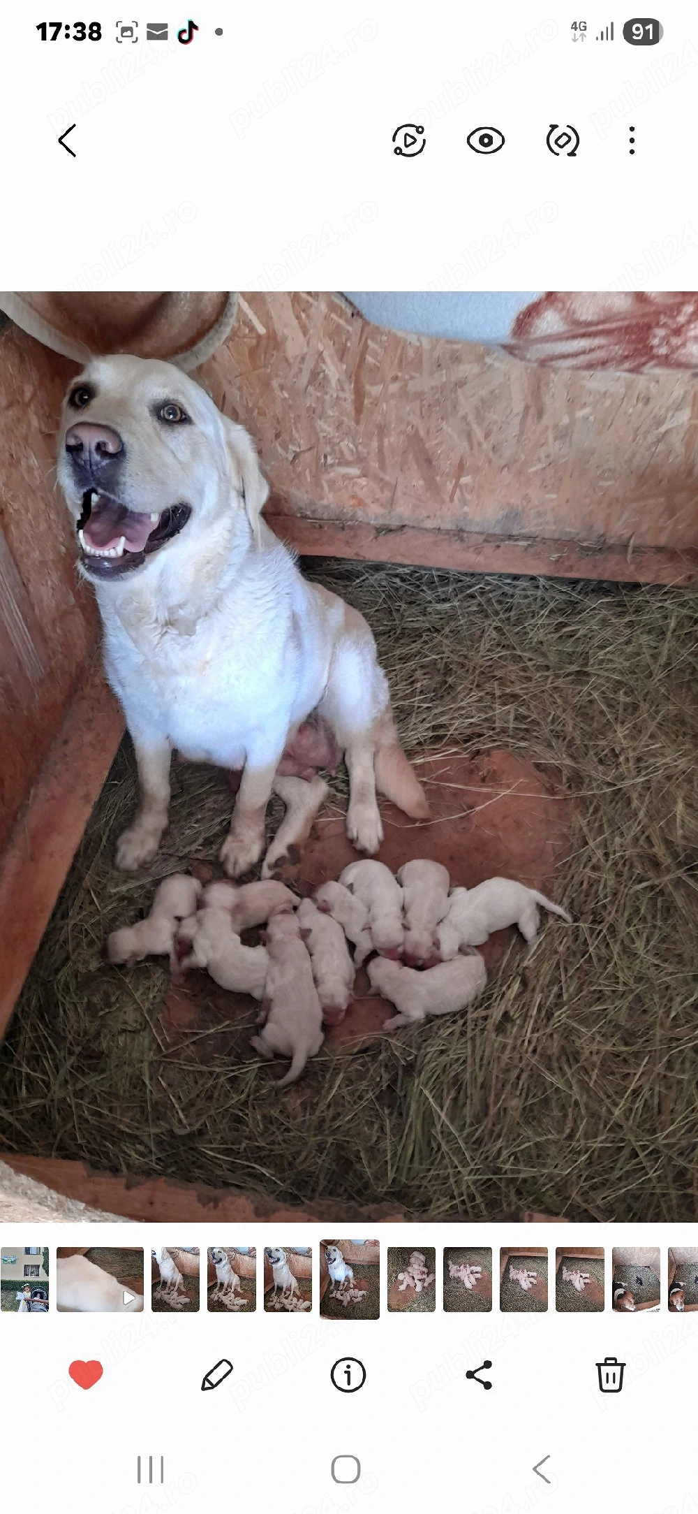 Donez femelă Labrador Auriu