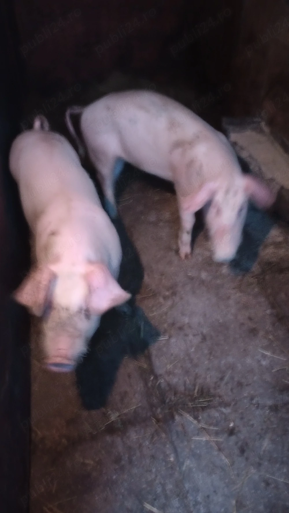 porci de vânzare 