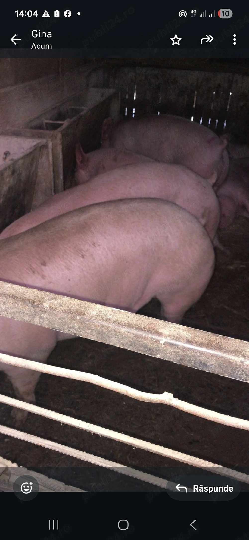 porci 11 ron  kg