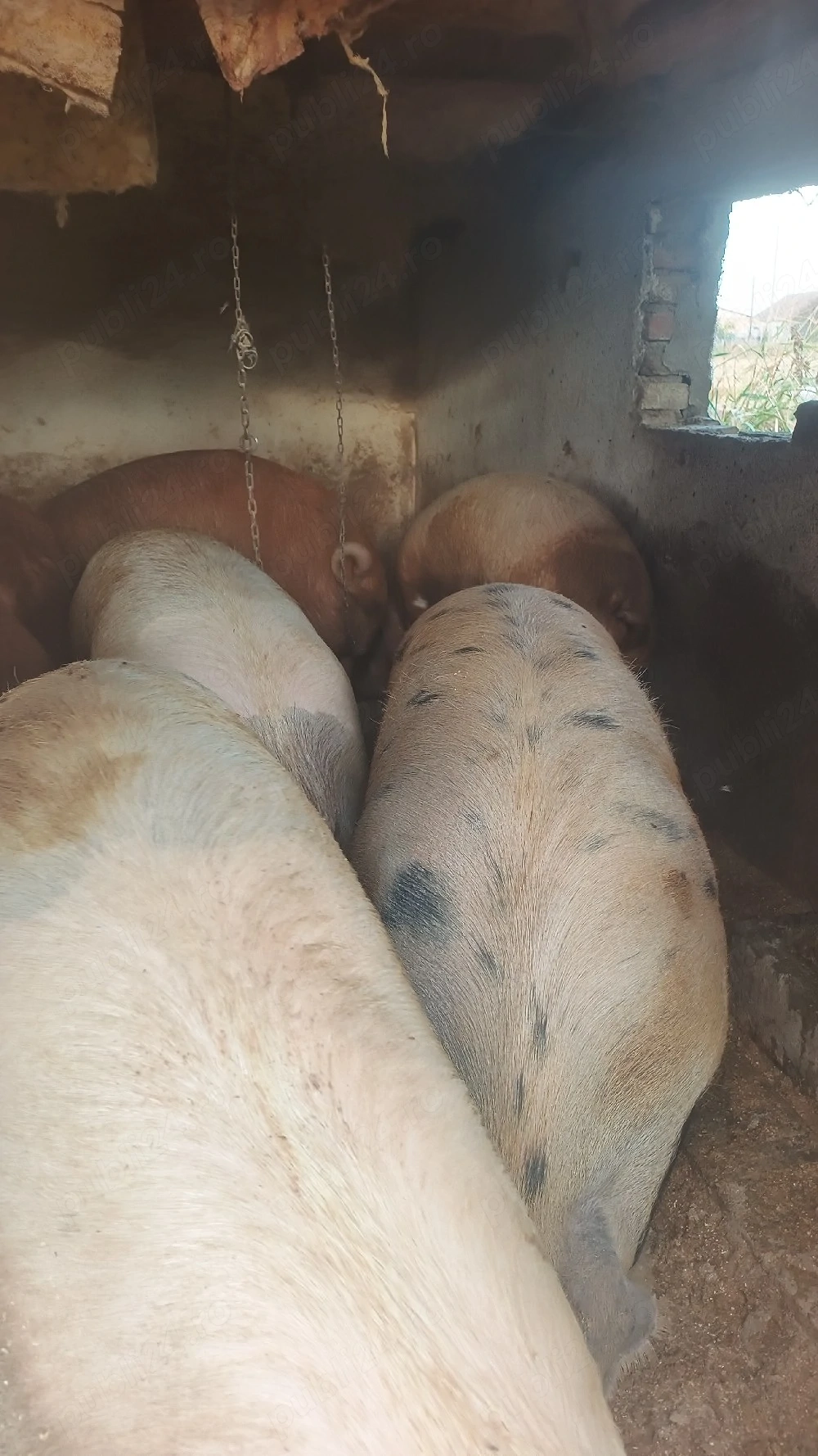 porci mari 