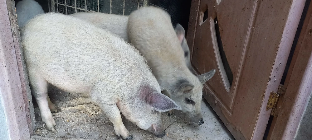 Purcei mangalita