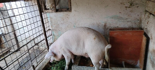 Porc crescut în gospodărie 