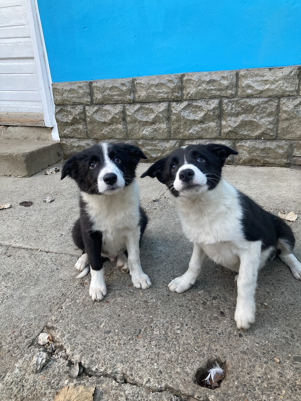 Catei border collie 