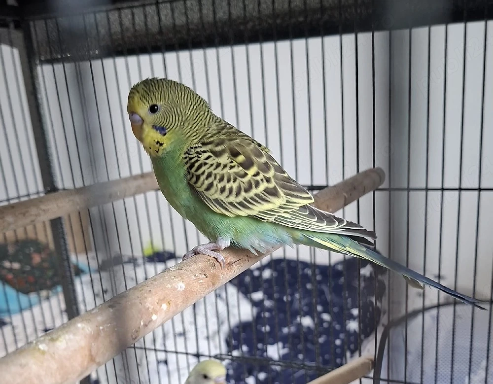 pui perusi