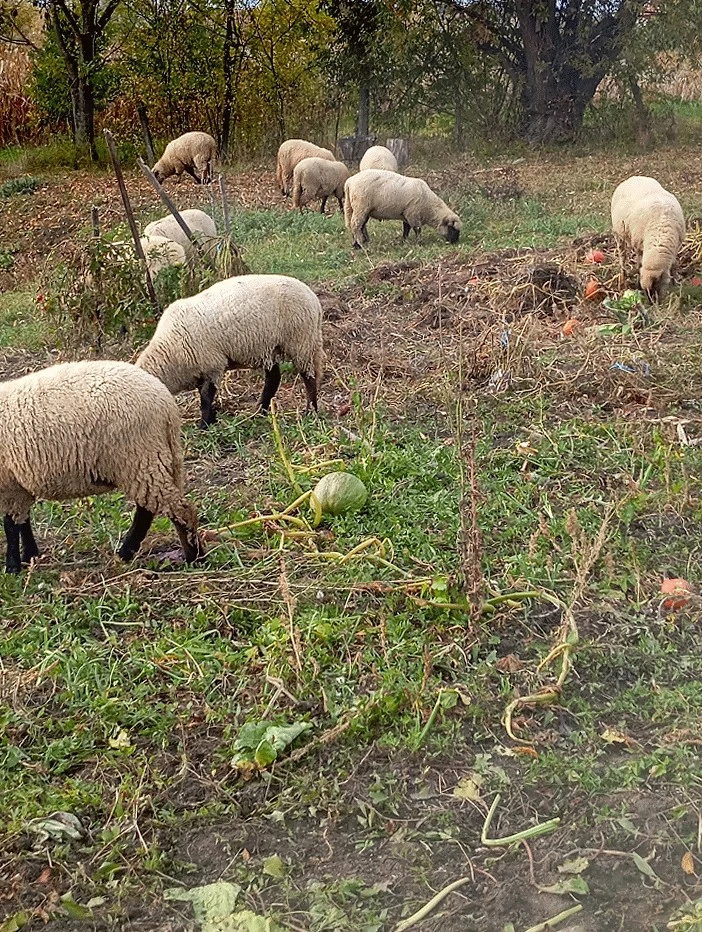 oi de vânzare 