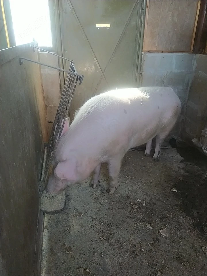 vand porc  crescut in gospodarie cu cereale  
