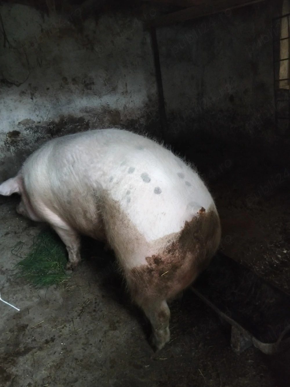 Purcica mere 300 kg +-