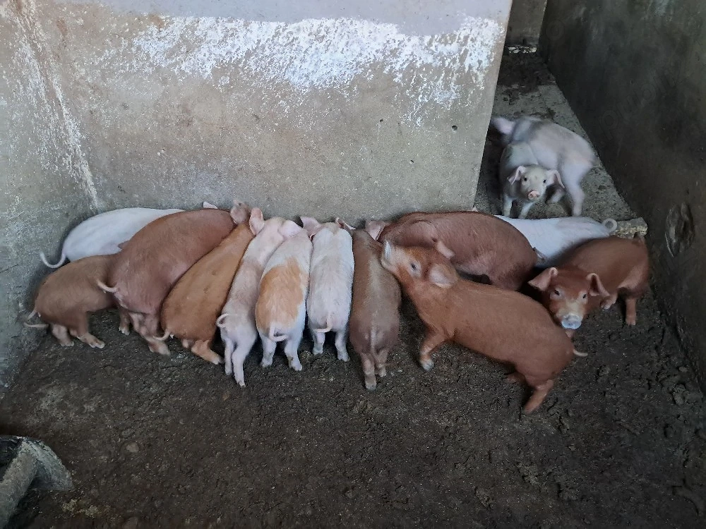 Sîntem de vînzare, ne aflam în loc. Luncani jud Cluj.