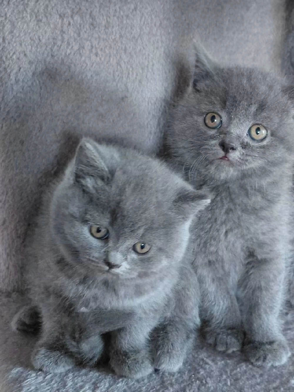 British shorthair Blue 