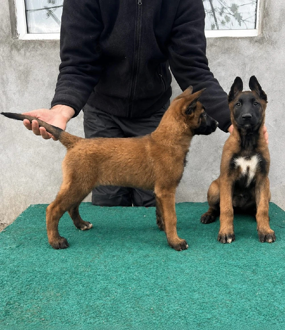 vând pui Ciobanesc Belgian Malinois 