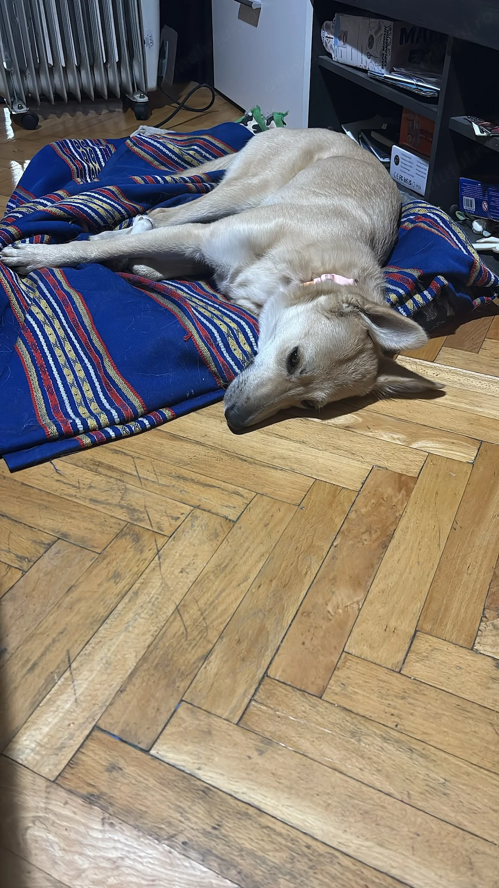Iubitoarea Iris spre adoptie 