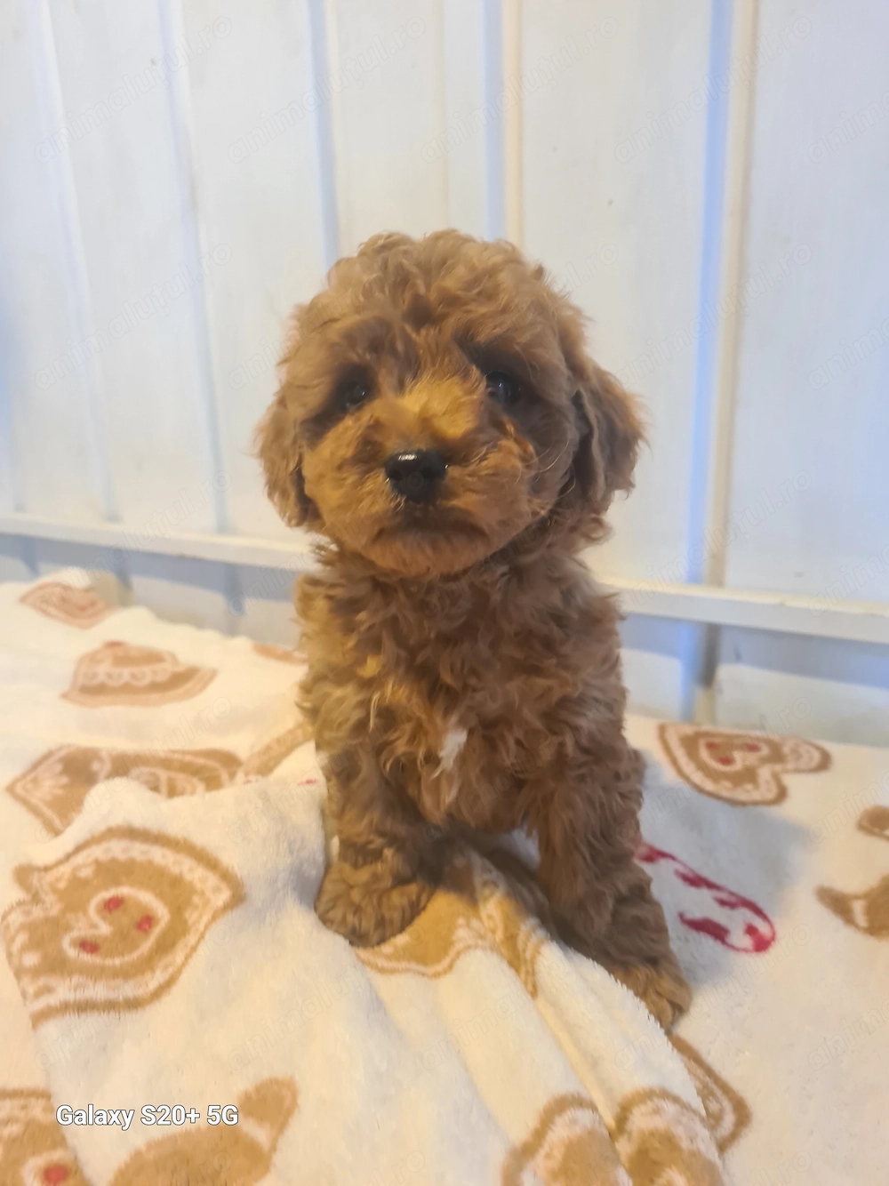 Vând puiuti poodle pudel toy red  din parinti  cu pedigree  
