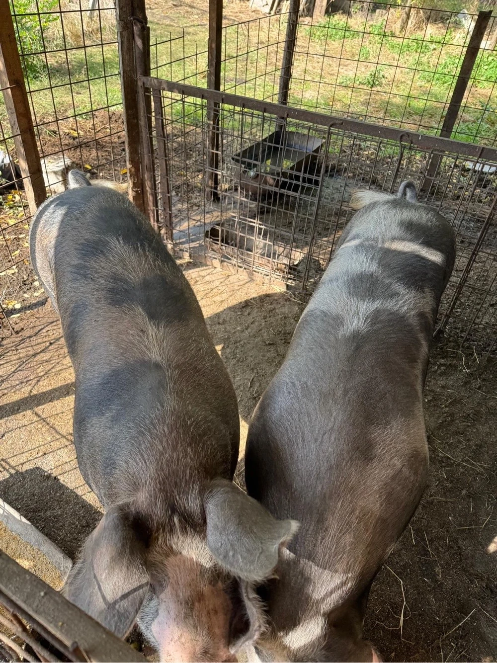 Porc Pietran 