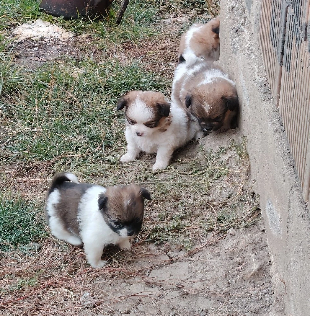 Vând pui Shih-tzu 
