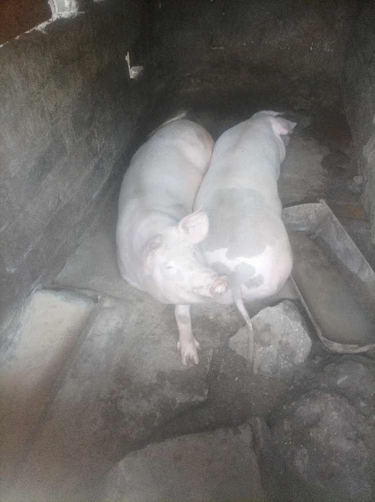 Porci de vanzare