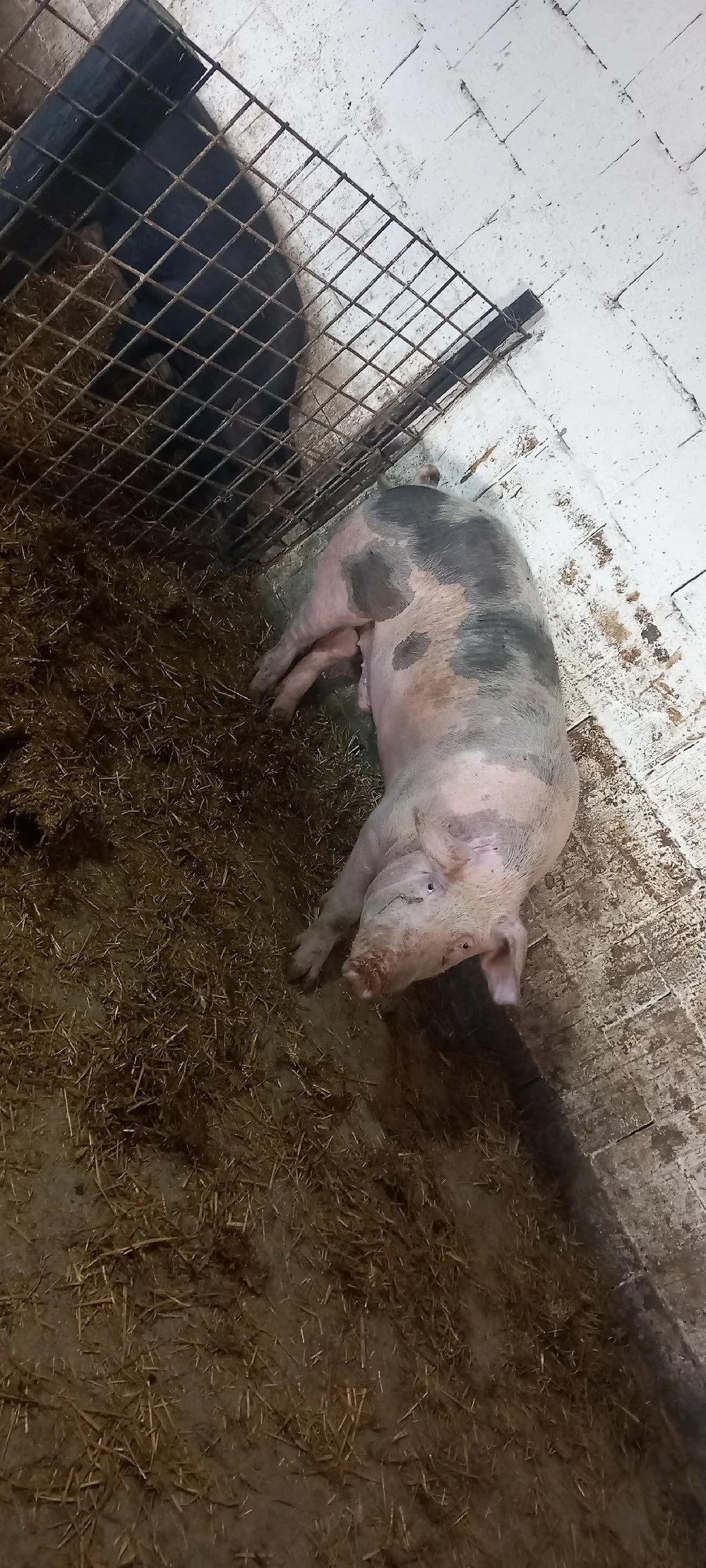 porc de vanzare 140 150 kg 10 lei 