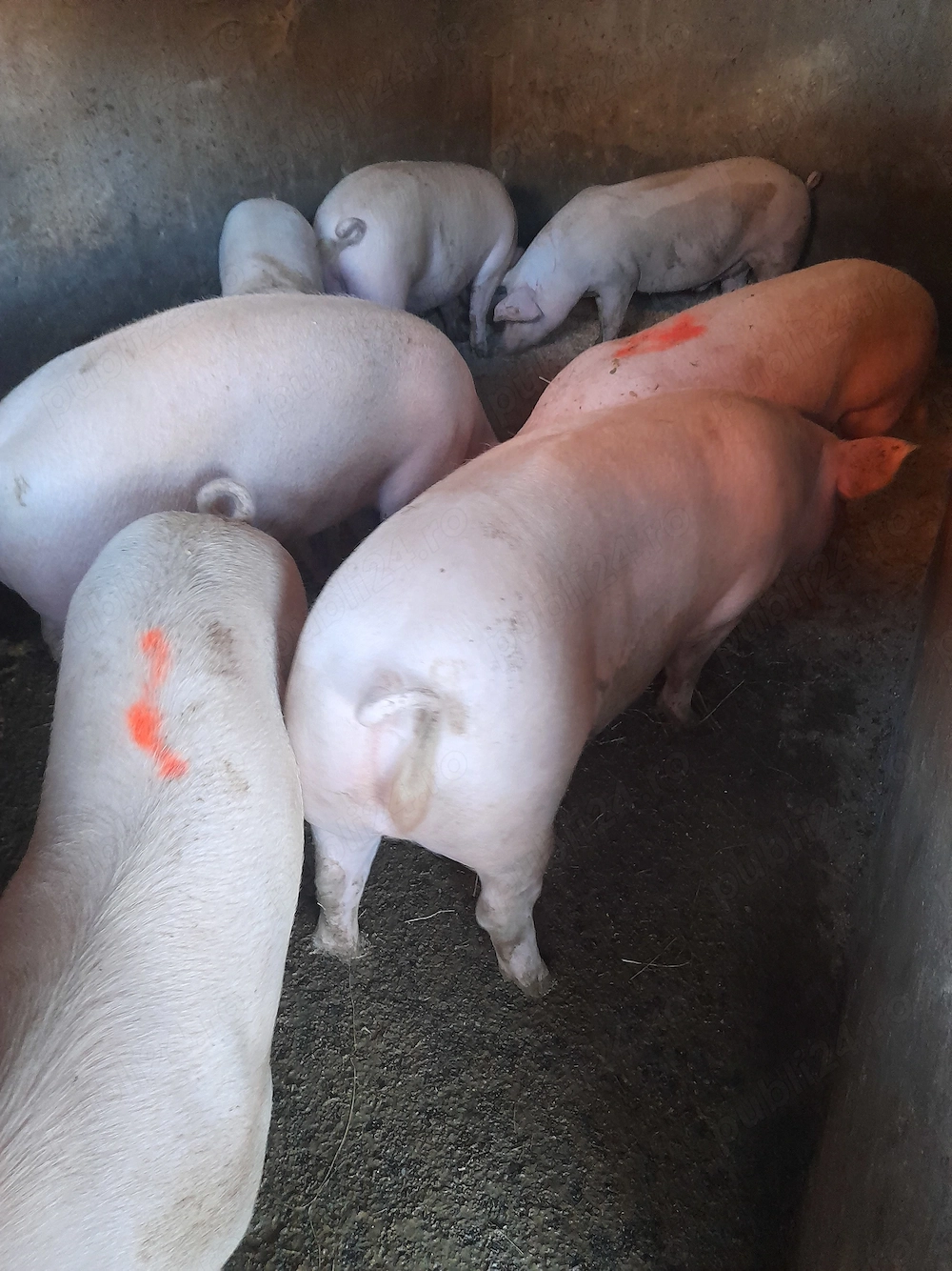 Porci de vanzare 