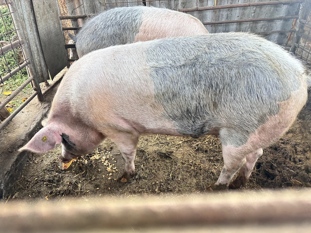 Porc de vânzare 