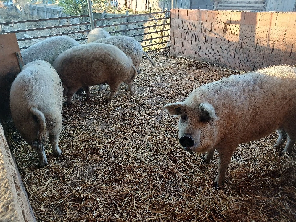 porci mangalița rasă curată 