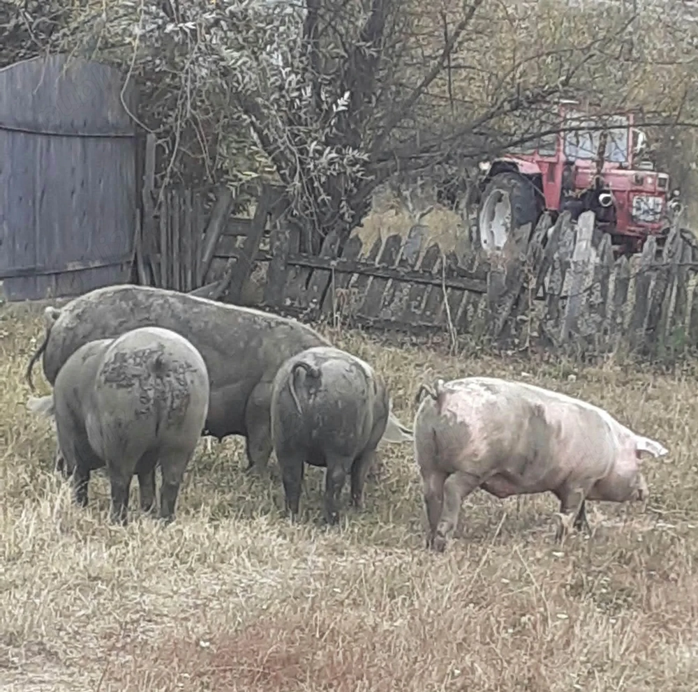 Porci rasa Pietrain,castrati si deparazitati.