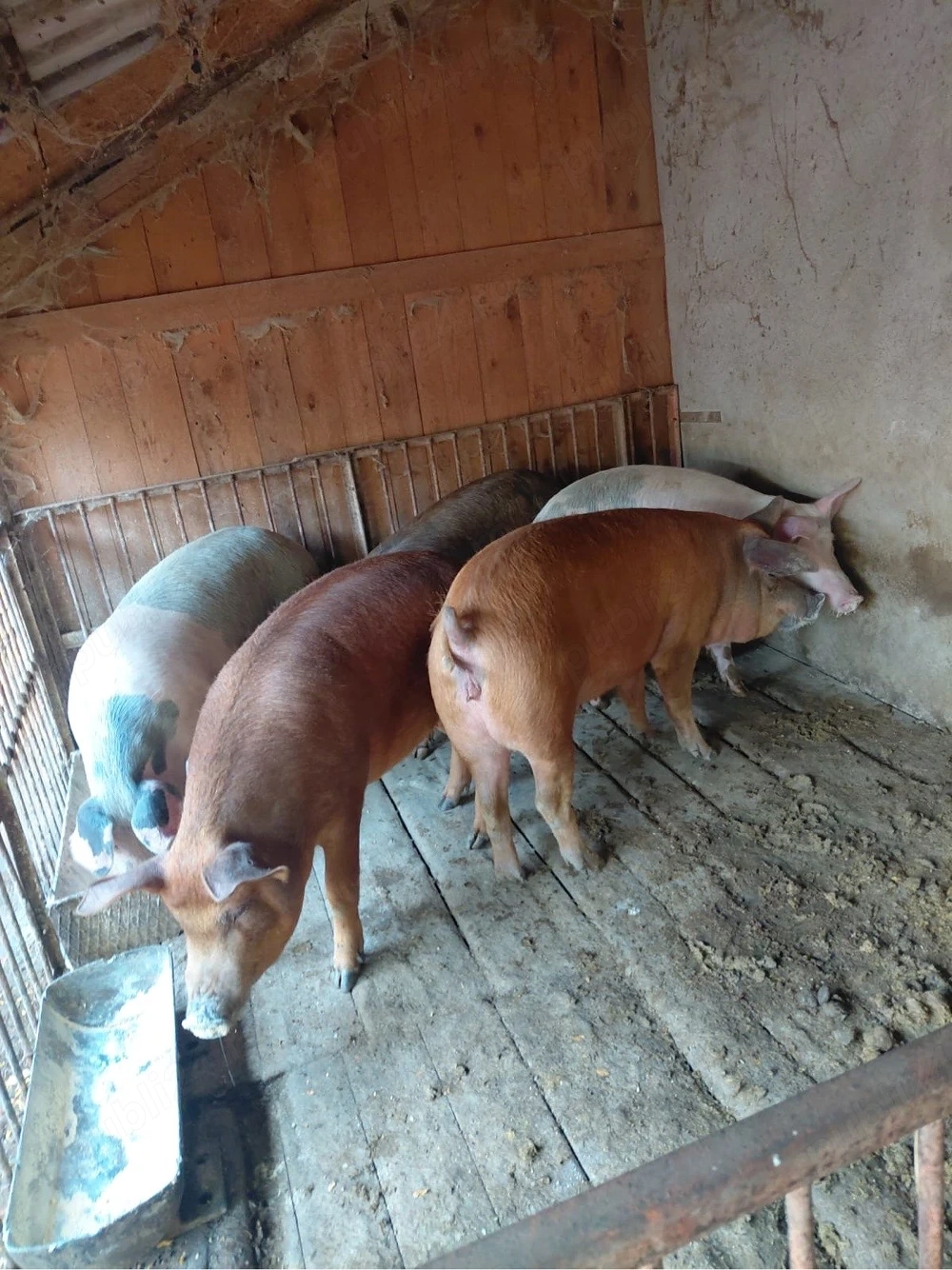 porci intre 90 si 150kg la 10km de orastie