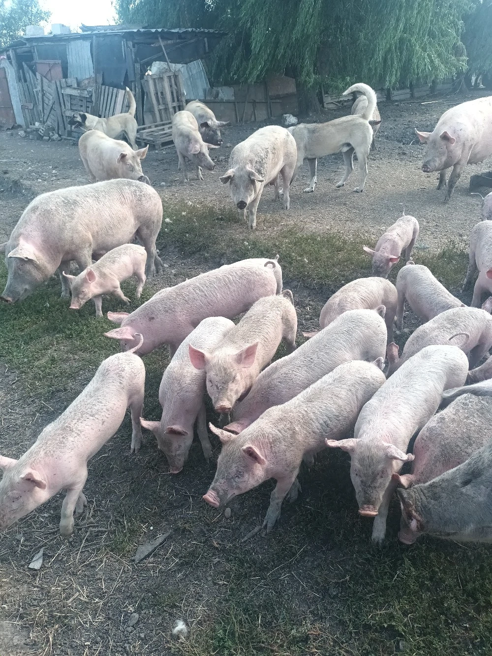 animale de fermă 