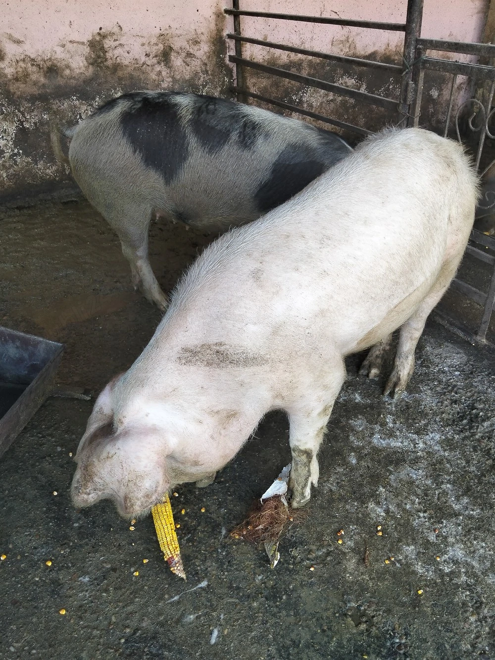vând două grasune prețul este pe buc 