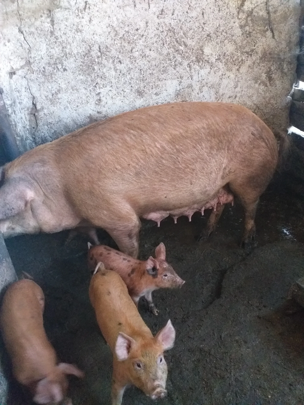 Vând 8 purcei de șapte săptămâni cu 300 de lei bucata