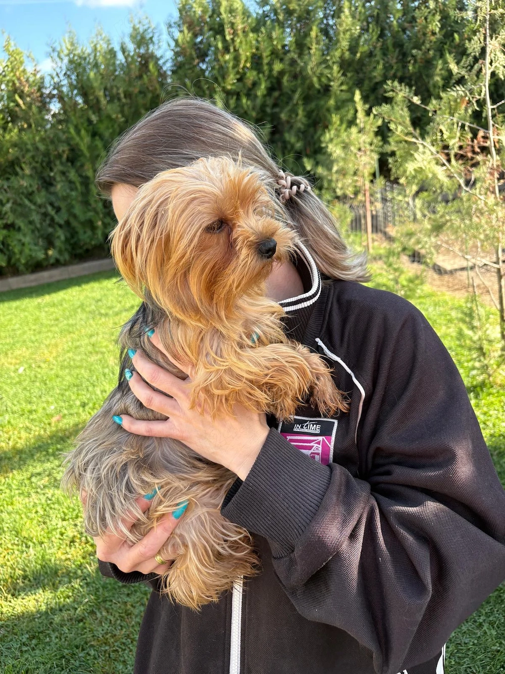 Femela de yorkshire terrier,2 ani 
